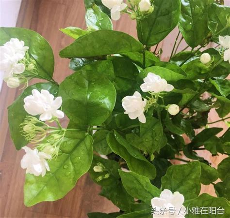 茉莉花怎麼種|【茉莉花怎麼種】新手必讀：茉莉花種植全攻略，輕鬆擁有香氣滿。